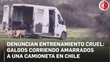 Denuncian maltrato en entrenamiento de carrera de galgos en Casablanca, Chile