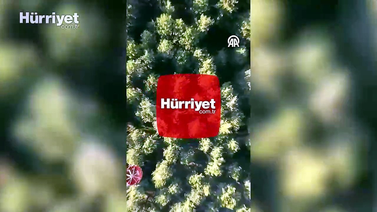 Uludağ'da orman yangını