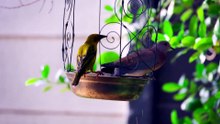 why my canary is not singing