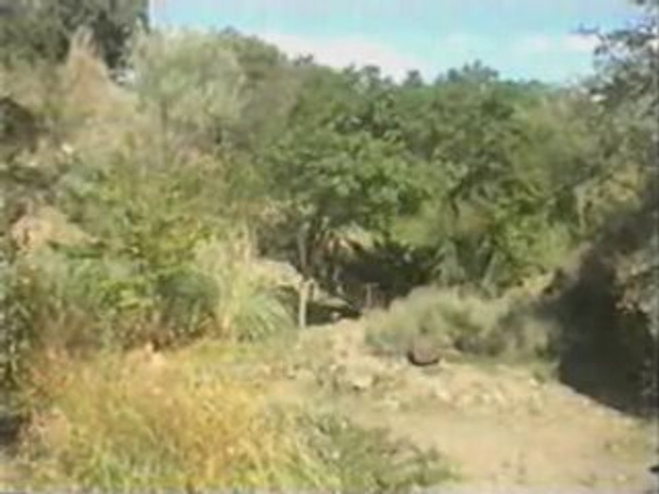 kelaptari georgian song