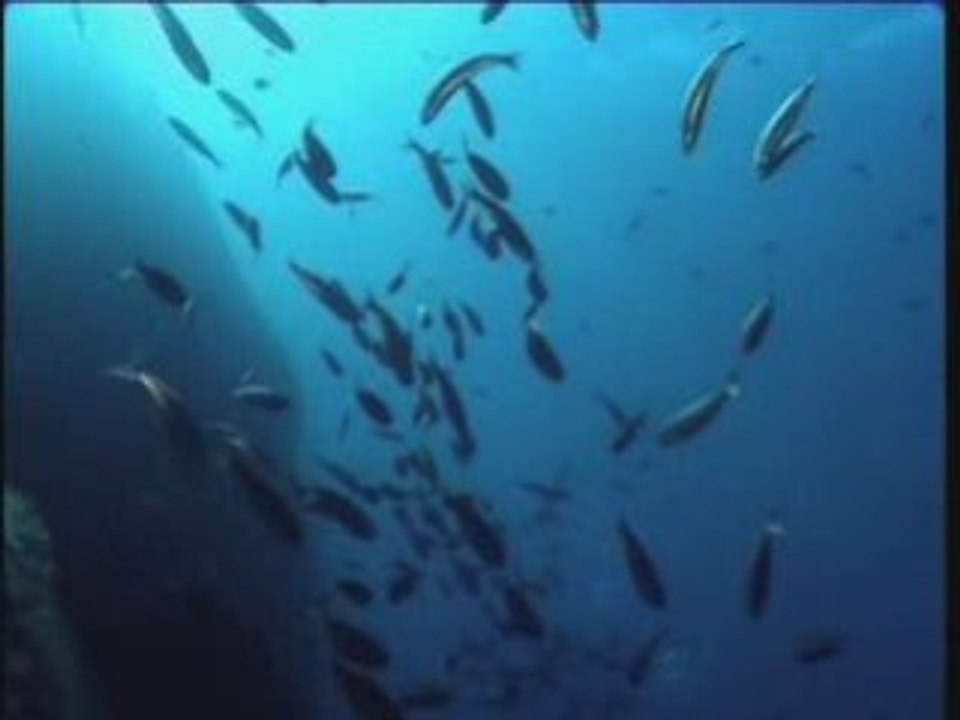 Vers une pêche durable