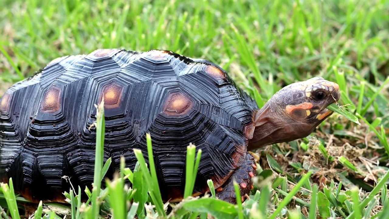 why turtles hate black