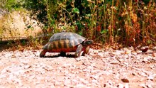 why turtles don't eat