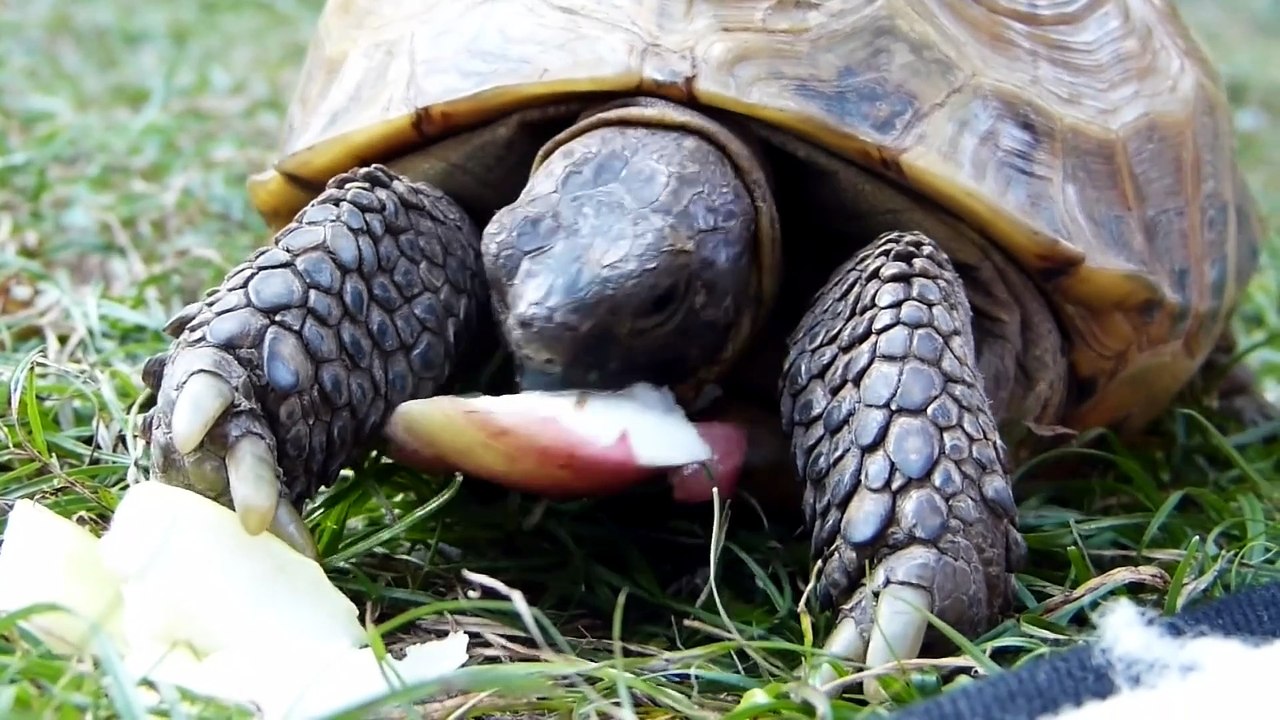 what is turtle food
