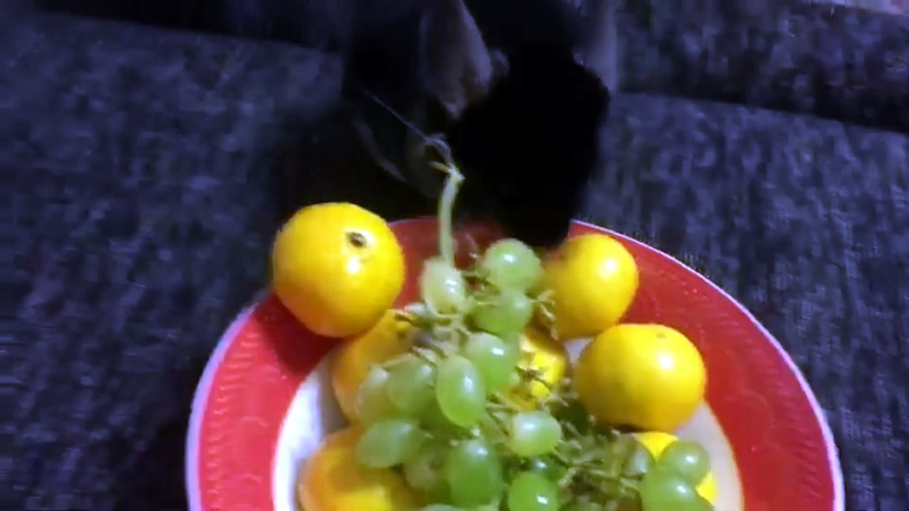 what chinchillas eat