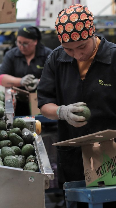 México reforzará seguridad en Michoacán para restablecer exportación de aguacate a Estados Unidos