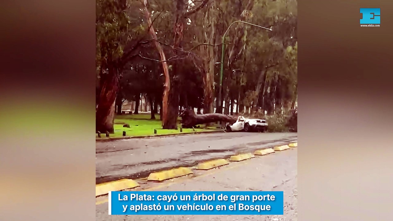 La Plata, cayó un árbol de gran porte y aplastó un vehículo en el Bosque