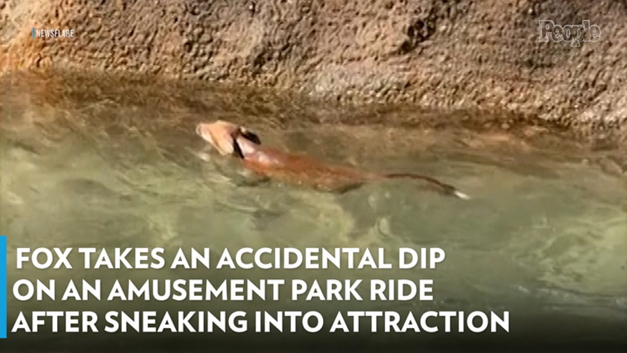 Fox Takes an Accidental Dip on an Amusement Park Ride After Sneaking into Attraction