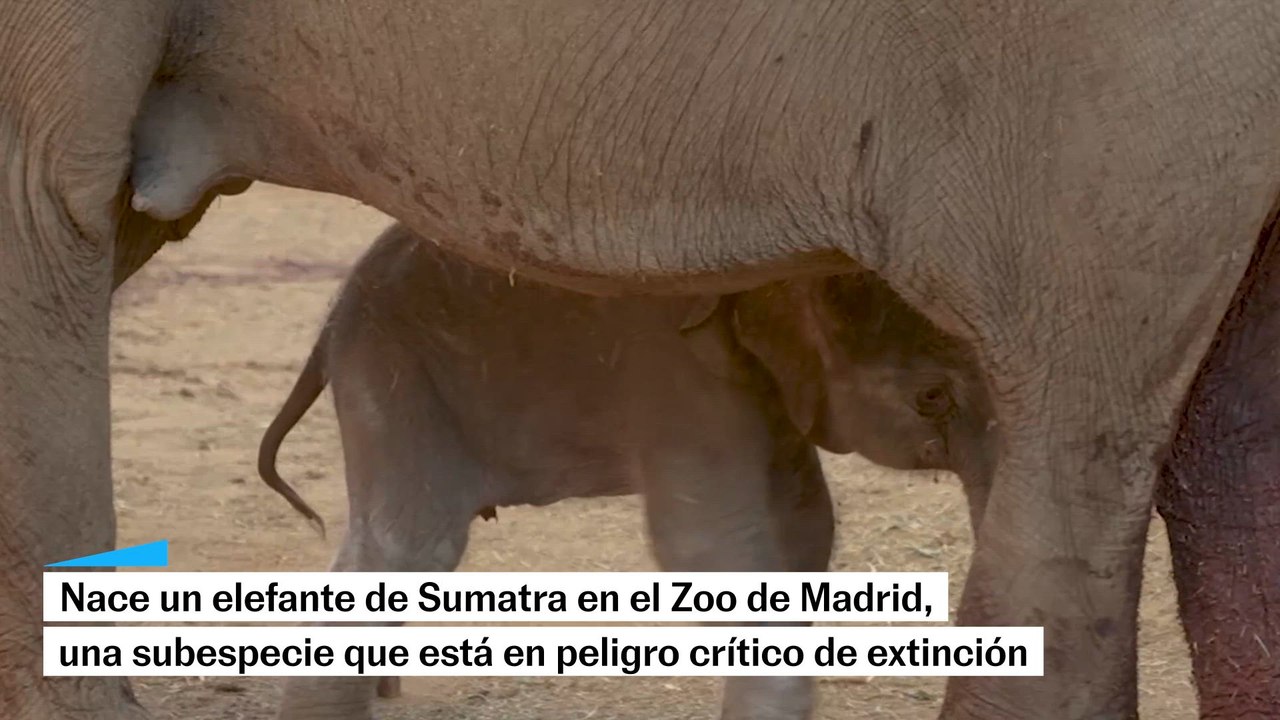 Nace un elefante de Sumatra en el Zoo de Madrid