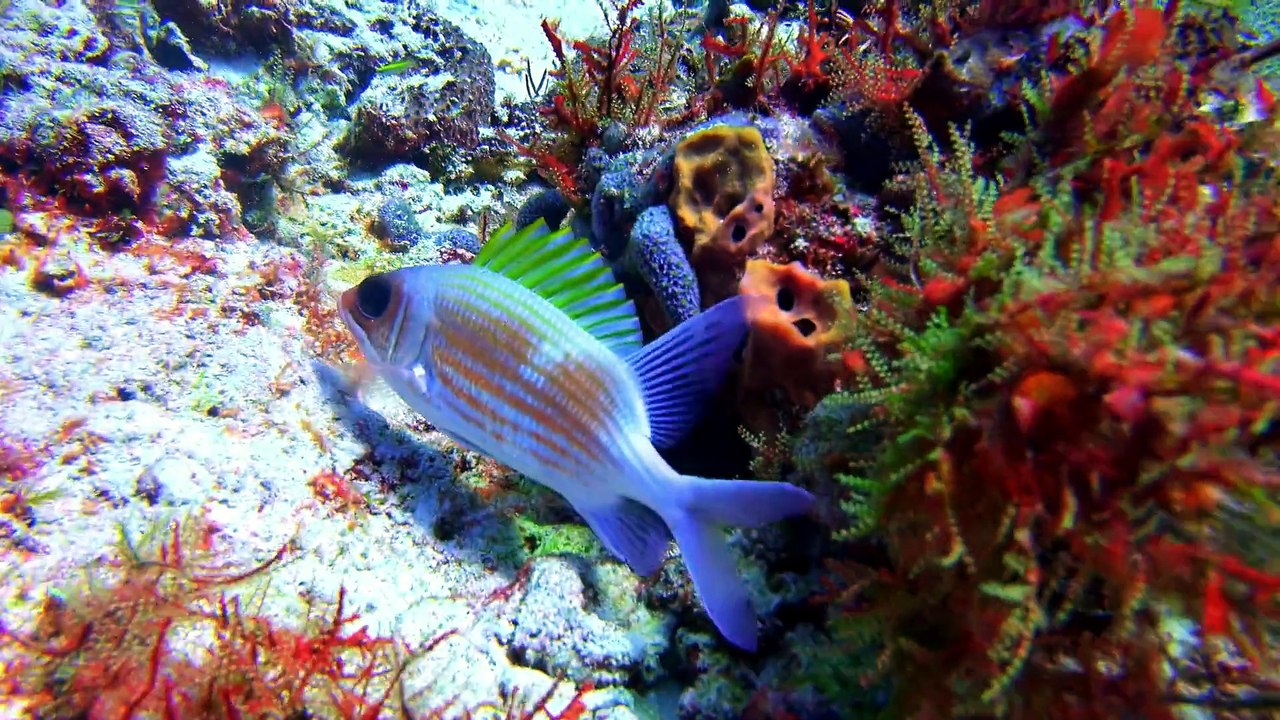 Great Barrier Reef 4K 2018