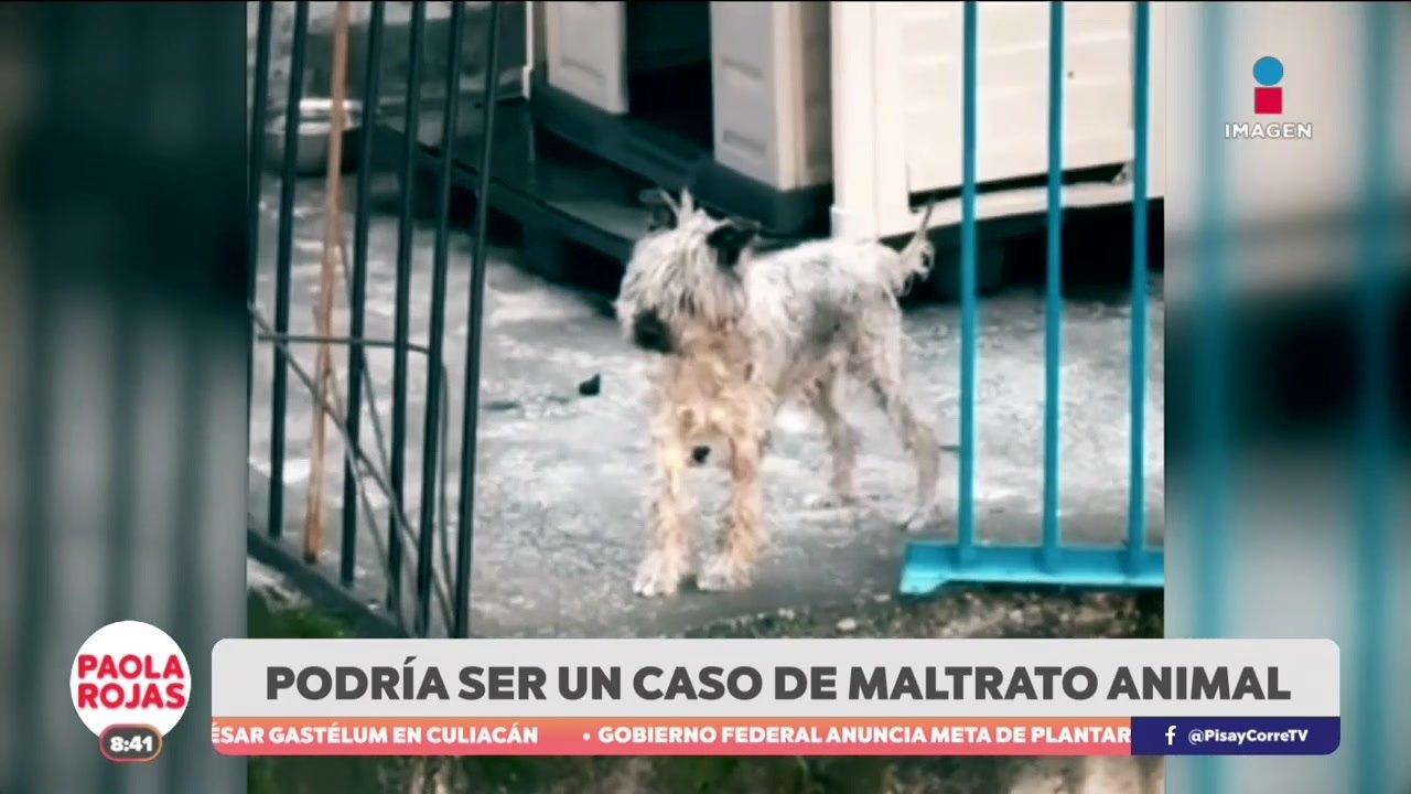 Investigan posible maltrato a schnauzer en azotea de CDMX | De Pisa y Corre con Paola Rojas