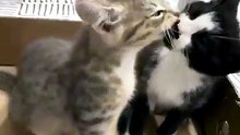 Kucing yang saling menyayangi💞🤍