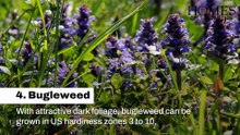 Shade Loving Perennials