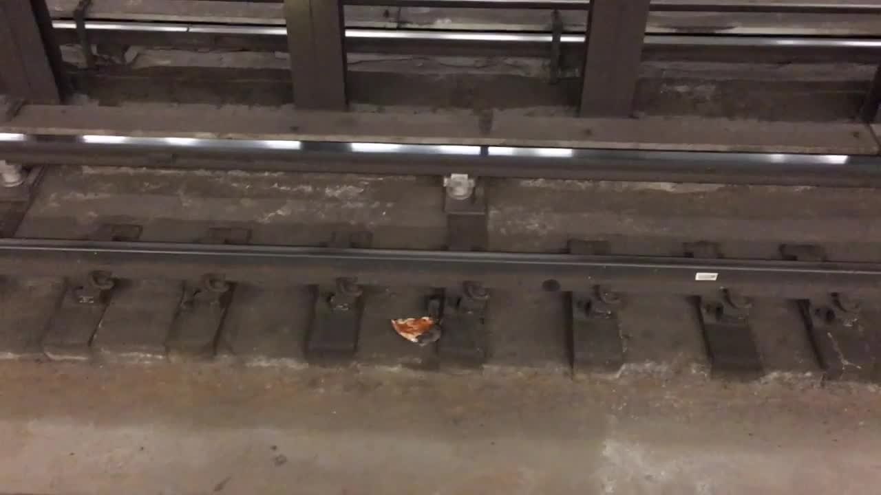 Rats Play Tug Of War With Pizza