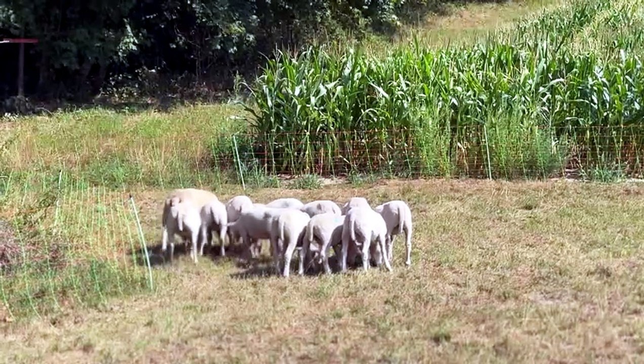 Verzweifelte suche nach Essen