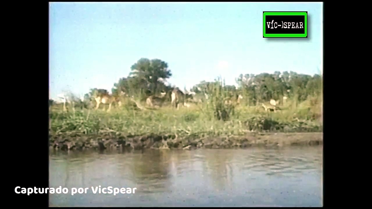 Mundo Natural: Hienas, Lazos de Hermandad - Documental (1990) - Español Latino