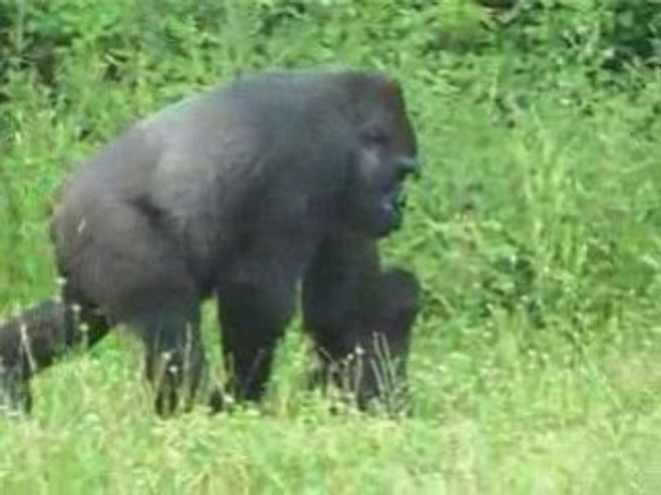 La Vallée des Singes
