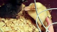MTM insisted on preening DVD even when he was otherwise busy. | #SparklegleamFarm #DickVanDuck #DVD #MaryTylerMolt #MTM #farm #ducks #farmanimals #soft #cute