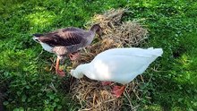 Tooey resignedly demonstrates the difference between maternal and paternal instincts. | #SparklegleamFarm #Tooey #Lemongrab #farm #goose #farmanimals #UNACCEPTABLE #cute