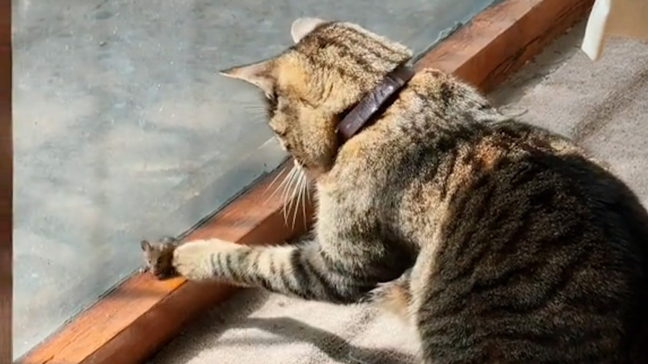 El divertido vídeo viral de una gata que lejos de cazar ratones… se hace amiga de ellos