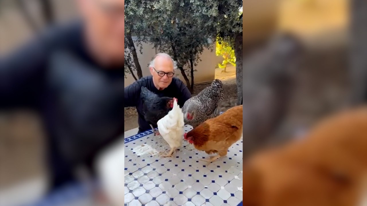 El Sorprendente Vídeo De Pedro Piqueras Dando De Comer A Las Gallinas