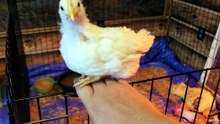 She could absolutely be part of the painting. | #SparklegleamFarm #Chicken #farm #farmanimals #cute