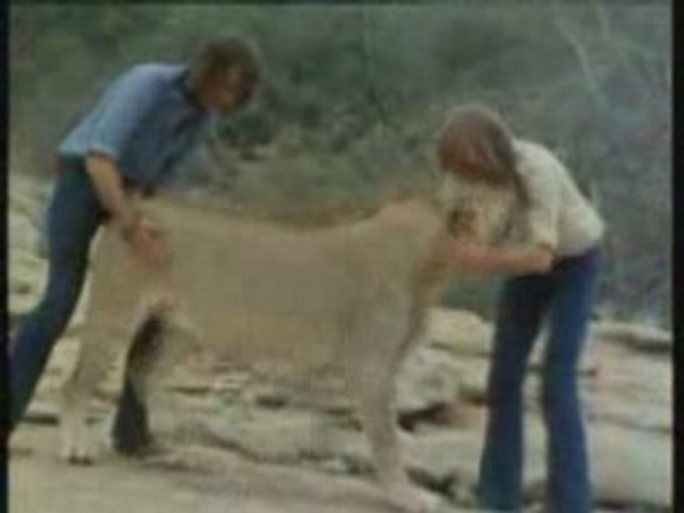 homme et lion complice