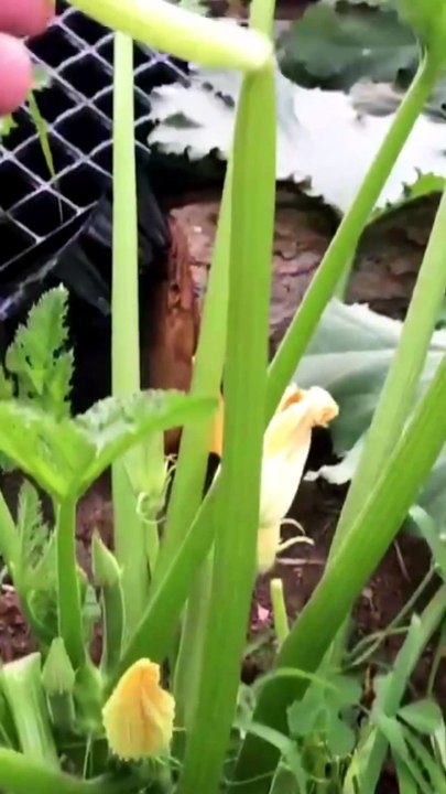 The stem of the zucchini leaf should not be broken.