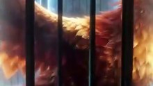 My Cruel Shifter Regretted Losing Me Too Late Completed ✅ FULL [Eng Sub]
