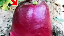 5 Colorful Veggies to Try