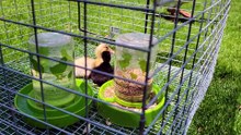 Lemongrab was wildly distrustful of the new arrivals. -.- | #SparklegleamFarm #DickVanDuck #Lemongrab #DVD #MTM #MaryTylerMolt #farm #geese #farmanimals #soft #cute