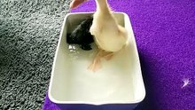Guardian Cory checks in on his bathing duckling charges. | #SparklegleamFarm #Cory #MaryTylerMolt #DickVanDuck #MTM #DVD #farm #cats #farmanimals #catlife #cute