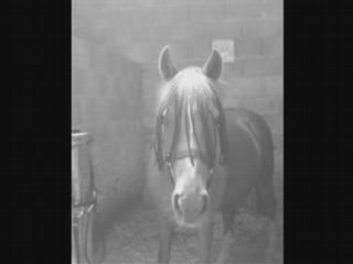 Mon Boudin Poney ..