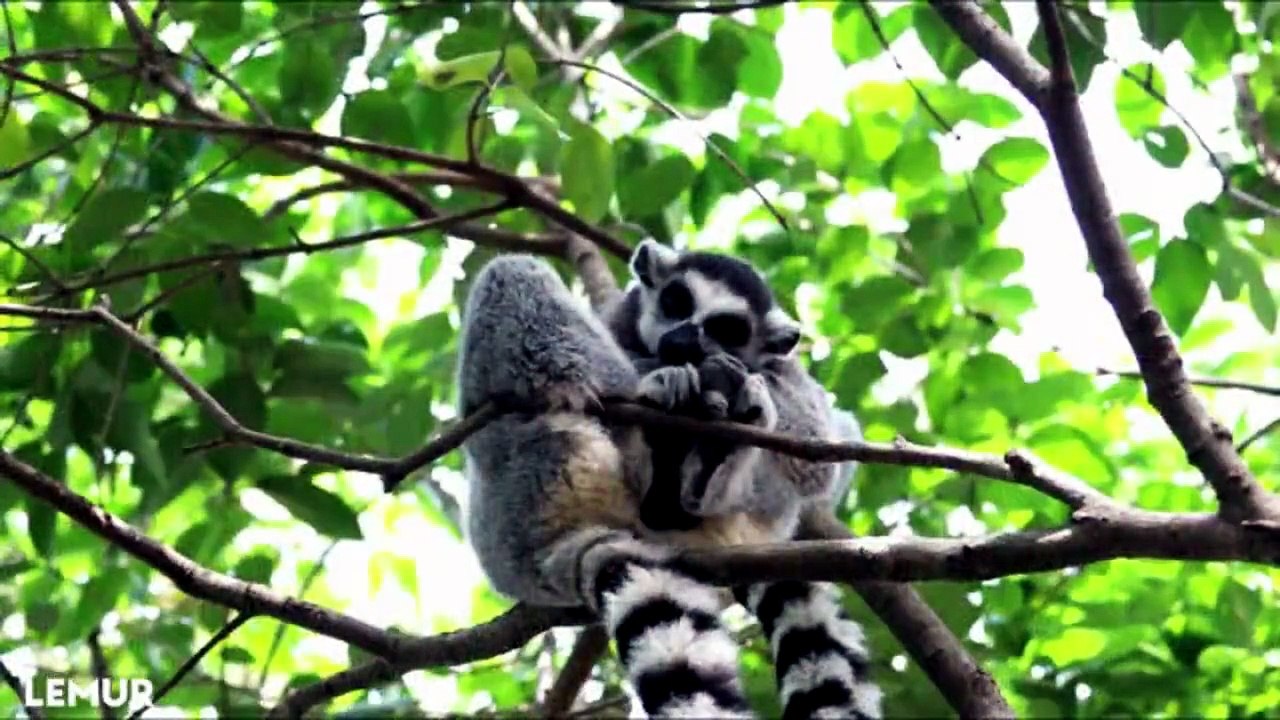BEAUTIFUL ANIMAL WORLD