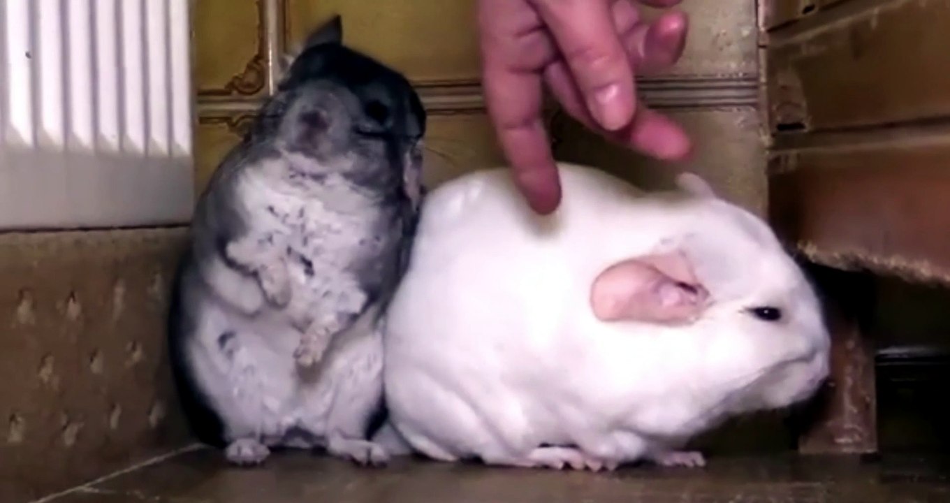 why are chinchillas good pets