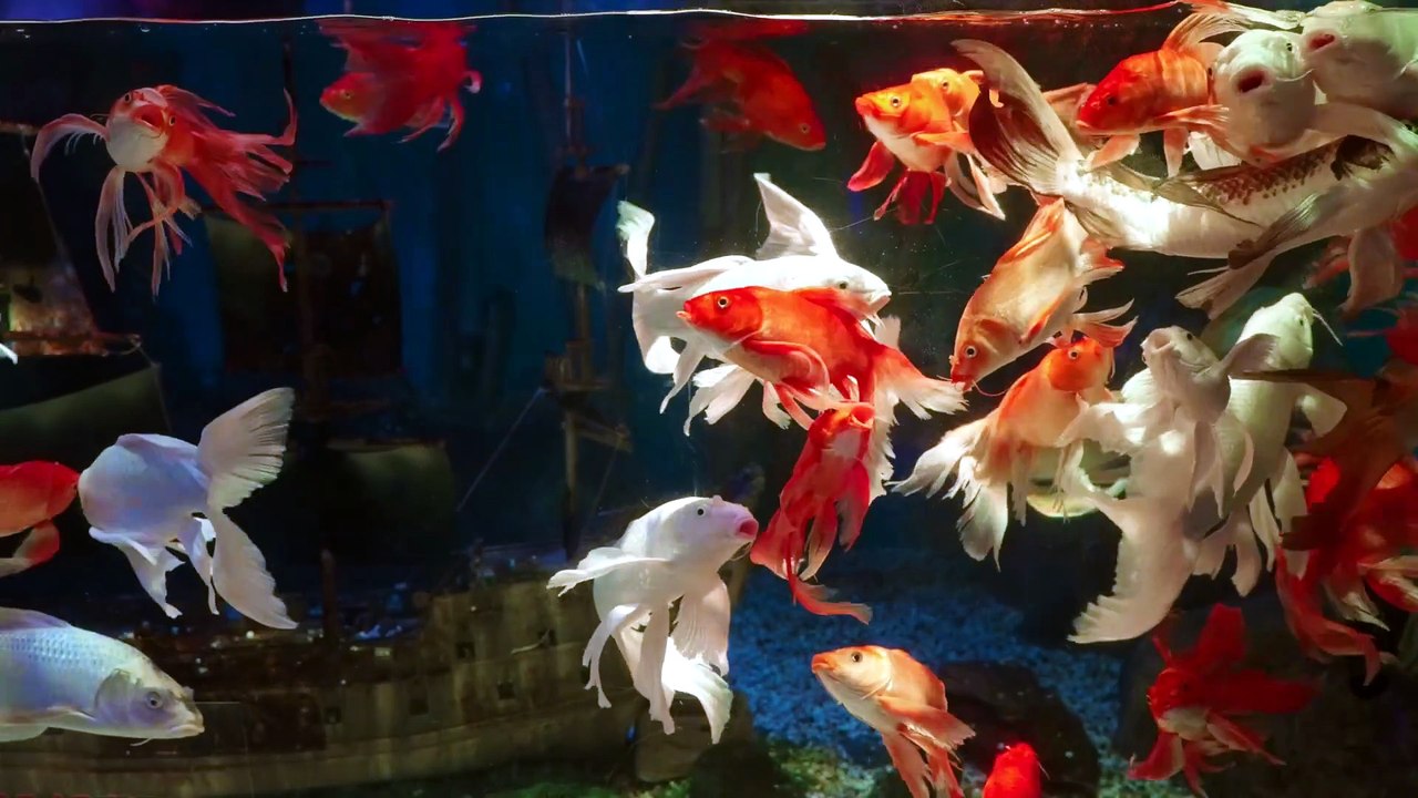 goldfish what food