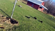 Void floofs can occasionally be observed taking a well deserved break on a gorgeous sunny afternoon. | #SparklegleamFarm #Bunny #homestead #rabbit #farmanimals #cute