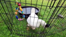 Lemonhope's presence draws a curious crowd. | #SparklegleamFarm #Lemonhope #Tooey #Lemongrab #homestead #geese #farmanimals #soft #cute