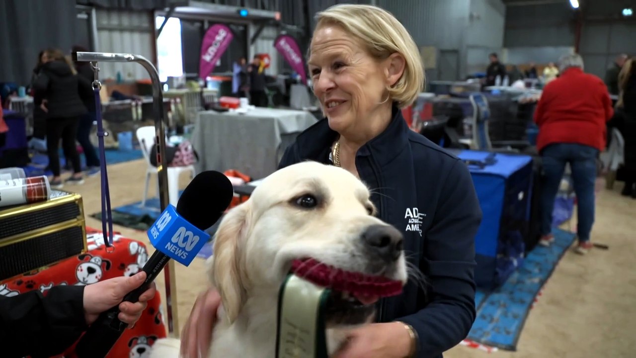 Nearly 300 furry competitors take part in Golden Retriever National in SA