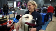 Nearly 300 furry competitors take part in Golden Retriever National in SA