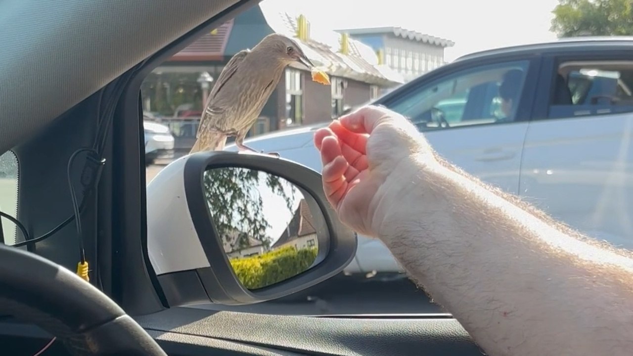 Birds Gather at Car Mirror for a Burger Treat