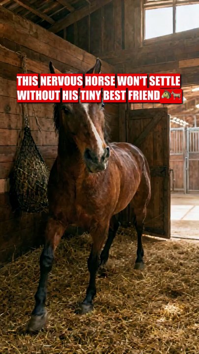 This Horse Refused to Eat... Until His Tiny Goat Showed Up 🥹