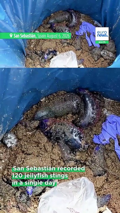 Portuguese man o' war spread in Spain: what to do if you are stung