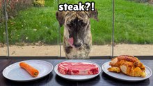 Letting a Street Dog Pick her First Meal