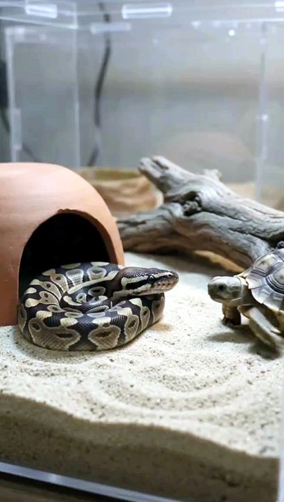 Baby Tortoise's Calm Encounter with a Ball Python
