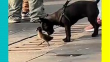 ¡El mejor amigo! Lomito intentó rescatar a un patito que cayó en una coladera.