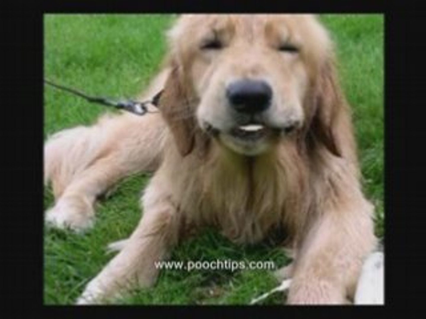 ⁣Dog Escape And Dog Escaping