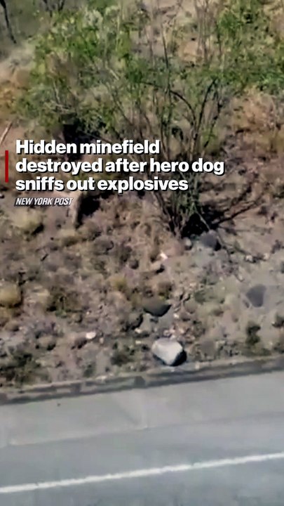 Hidden minefield destroyed after dog sniffs out explosives