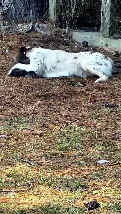 Dog Plays With Chicken Companion