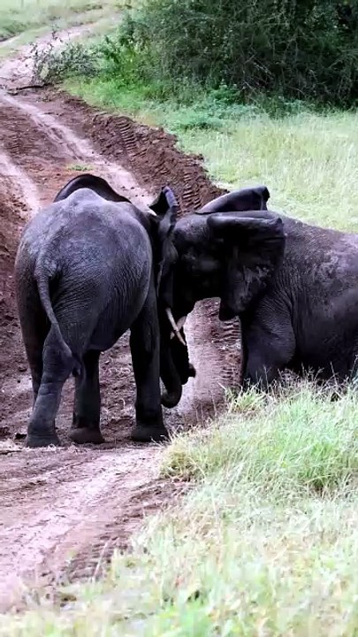 Breathtaking Safari Video Of Two Young African Elephants Engaging In Playful Headbutting On A Dirt Road